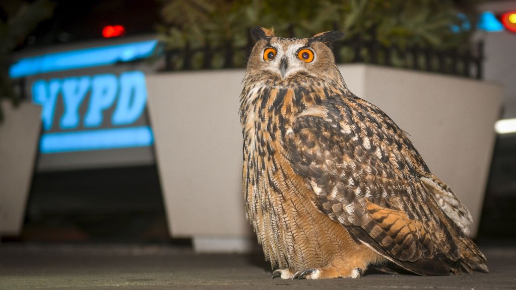 Flaco the Eurasian Eagle-Owl is pictured in close-up sitting on a New York City sidewalk. There is a large plant potter behind  him and an NYPD cruiser. His feathers are a pattern of brown, gold, and white, and has yellow eyes.