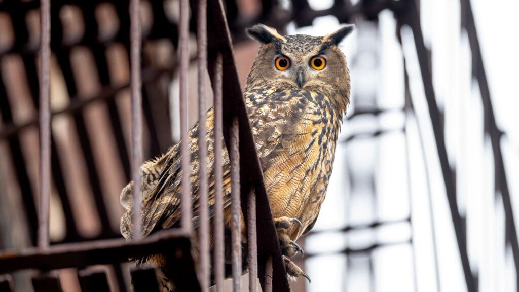 Flaco the Eurasian Eagle-Owl is pictured in close-up sitting on the railing of an apartment fire escape. His feathers are a pattern of brown, gold, and white, and his yellow eyes are looking directly into the camera.