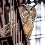 Flaco the Eurasian Eagle-Owl is pictured in close-up sitting on the railing of an apartment fire escape. His feathers are a pattern of brown, gold, and white, and his yellow eyes are looking directly into the camera.