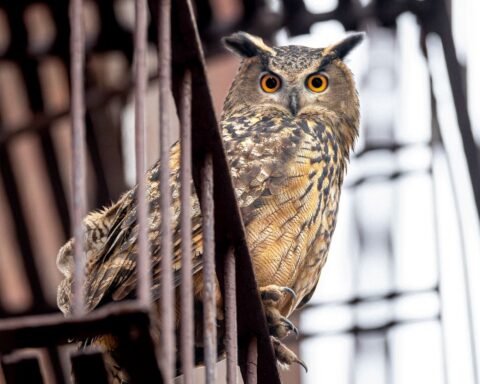 Flaco the Eurasian Eagle-Owl is pictured in close-up sitting on the railing of an apartment fire escape. His feathers are a pattern of brown, gold, and white, and his yellow eyes are looking directly into the camera.