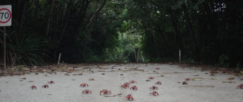 Crabs shuffle along a beach