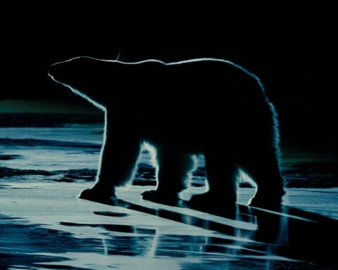 A silhouette of a polar bear at night.