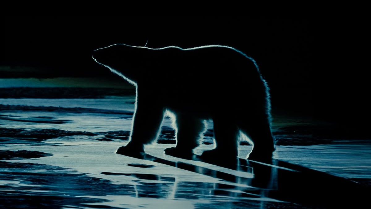 A silhouette of a polar bear at night.